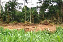 Côte d’Ivoire : le conseil des ministres légifère pour protéger le secteur forestier