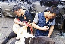 Ces voleurs de chiens les revendaient comme… viande: ils ont été rattrapés et battus par des villageois