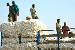 Ferkessédougou: Sa production de 2 tonnes de coton ne lui rapporte que 5.000 FCFA