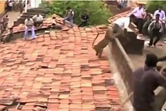 'Vidéo) Un léopard attaque la foule dans un village