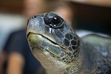 Angleterre: Un homme fera amputer le pénis de sa tortue