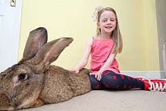 (Photos) Le plus gros lapin du monde pèse 22 kilos 