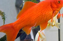1.000 euros d'amende pour avoir gobé un poisson rouge vivant