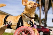 Daisy, la chienne qui se balade en fauteuil roulant