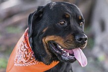Un Rottweiler inscrit comme électeur