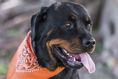 Un Rottweiler inscrit comme électeur Un Rottweiler inscrit comme électeur