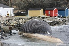 Une baleine échouée menace d'exploser à Terre-Neuve