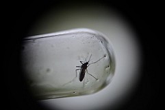 L'animal qui nous tue le plus ? Le moustique L'animal qui nous tue le plus ? Le moustique
