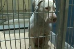 Ce pitbull a défiguré un enfant de 4 ans: il a été condamné... à de la prison à vie Ce pitbull a défiguré un enfant de 4 ans: il a été condamné... à de la prison à vie