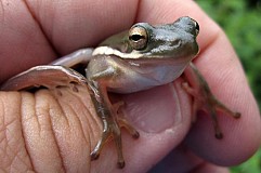 Un pêcheur découvre une grenouille vivante dans la bouche d’un poisson