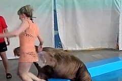 (Vidéo) Fessée par un gros phoque (Vidéo) Fessée par un gros phoque