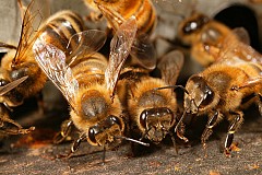 Des abeilles font 12 victimes à Sakassou