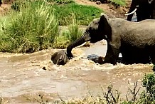 (Vidéo) Un éléphanteau sauvé de la noyade par ses congénères