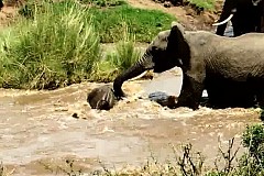 (Vidéo) Un éléphanteau sauvé de la noyade par ses congénères (Vidéo) Un éléphanteau sauvé de la noyade par ses congénères