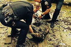  des policiers sauvent in extremis un chien bloqué dans la boue