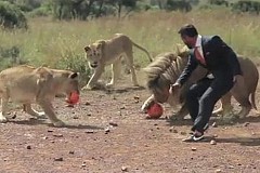 (Vidéo) Il joue au football avec des lions sauvages (Vidéo) Il joue au football avec des lions sauvages