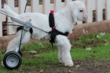 Ce bébé chèvre peut à nouveau se déplacer grâce à un fauteuil roulant