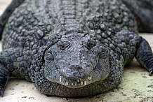 Russie: Elle tombe sur un crocodile et le blesse grièvement