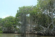 Changement climatique en Afrique de l’Ouest : Les mangroves comme solution
