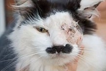 Un chat torturé parce qu'il ressemble à Hitler