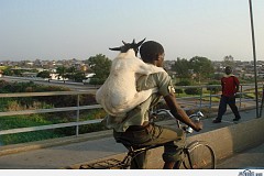 (Vidéo) Ethiopie:Taxi pour chèvre