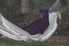 Etats-Unis: Il photographie un ours en train de profiter de son hamac dans son jardin