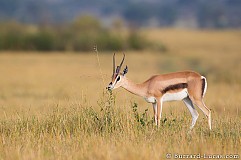 Accident de chasse: Pris pour une gazelle, il tire sur son compagnon