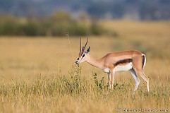 Accident de chasse: Pris pour une gazelle, il tire sur son compagnon Accident de chasse: Pris pour une gazelle, il tire sur son compagnon