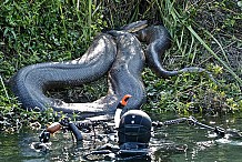 Argentine: Un anaconda protégeait la cargaison de cocaïne