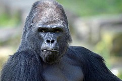 Déguisé en gorille, il est pris pour cible par le vétérinaire Déguisé en gorille, il est pris pour cible par le vétérinaire