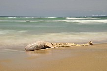 Bidart : la mystérieuse créature échouée a été identifiée