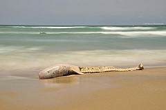 Bidart : la mystérieuse créature échouée a été identifiée Bidart : la mystérieuse créature échouée a été identifiée