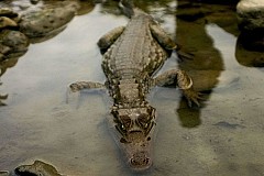 Un Australien emporté et dévoré par un crocodile marin Un Australien emporté et dévoré par un crocodile marin