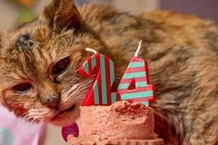 Le plus vieux chat du monde est décédé à l'âge de 24 ans