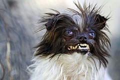 Voici le chien le plus moche du monde Voici le chien le plus moche du monde