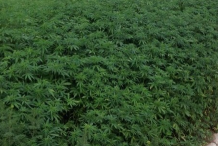 Russie: Des jardiniers municipaux se trompent de graine et plantent du cannabis à la place du gazon