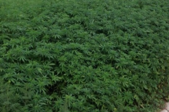 Russie: Des jardiniers municipaux se trompent de graine et plantent du cannabis à la place du gazon Russie: Des jardiniers municipaux se trompent de graine et plantent du cannabis à la place du gazon