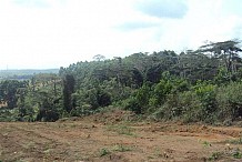 Environnement : ''la forêt ivoirienne a un taux de dégradation annuelle de 3,8 %'' (Présidence)