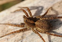 Elle met le feu à sa maison pour tuer une araignée