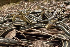 Le plus grand rassemblement de serpents au monde filmé au Canada Le plus grand rassemblement de serpents au monde filmé au Canada
