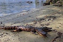 Un alligator bicéphale découvert en Floride