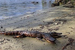 Un alligator bicéphale découvert en Floride Un alligator bicéphale découvert en Floride