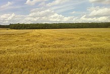 Pour trois mois consécutifs, la production céréalière mondiale s'est améliorée, selon la FAO