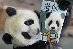 Taïwan: le panda Yuan Zai joue aux cartes pour son anniversaire Taïwan: le panda Yuan Zai joue aux cartes pour son anniversaire