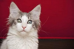 Un chat retrouvé après une balade de... 320 km Un chat retrouvé après une balade de... 320 km