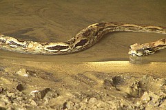 Un monstrueux serpent de 6 mètres terrorise les Etats-Unis Un monstrueux serpent de 6 mètres terrorise les Etats-Unis