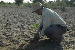 Il plante tout seul une forêt de 550 hectares Il plante tout seul une forêt de 550 hectares
