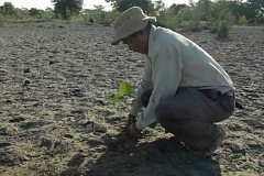 Il plante tout seul une forêt de 550 hectares