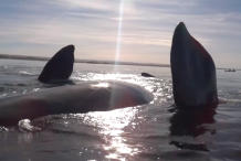 Argentine: Une baleine soulève un kayak