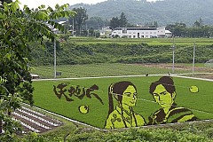(Photos) Japon: Des rizières transformées en tableaux géants